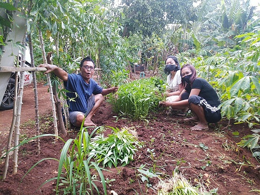 kangkung--