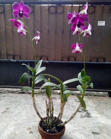 pinjaman3--_1