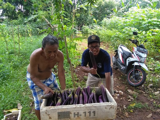 terong2--jpg